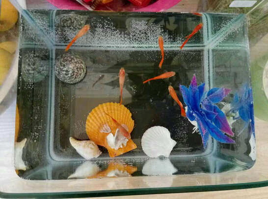 桌面鱼缸