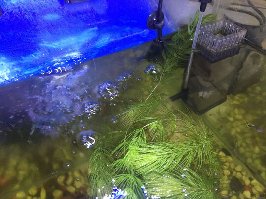 鱼缸水泵