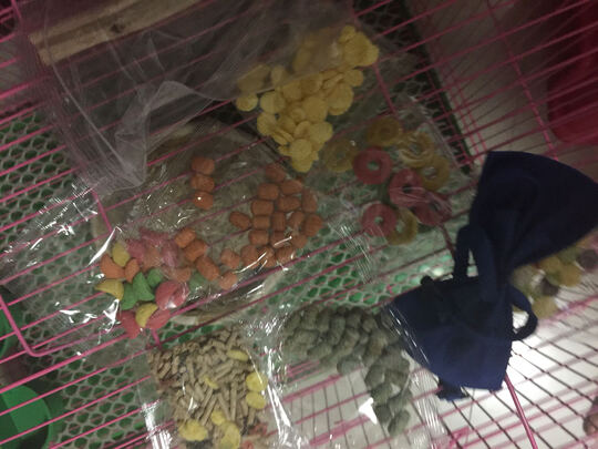 兔笼子
