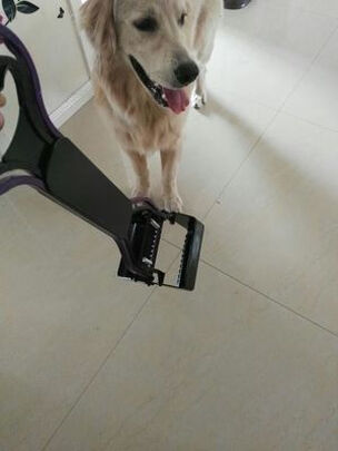 狗狗拾便袋