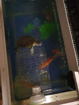乌龟缸