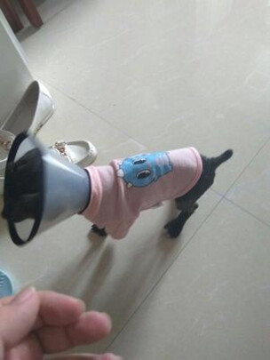 猫项圈