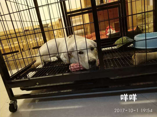 狗笼