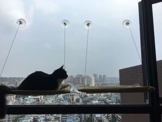 猫窝
