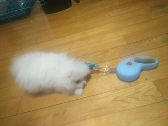 狗绳