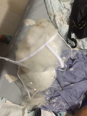 狗狗雨衣