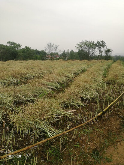 镰刀割草排行榜 - 十大品牌评价如何(镰刀割草使用方法)