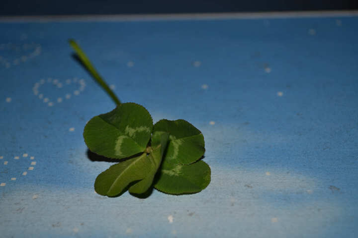 尼康(nikon) d3100 单反套机(af-s dx 18-55mm f/3.5-5.