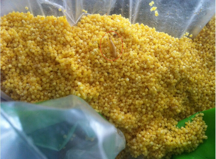 东北特产 北大荒绿野精制小米1250g--长虫子了!