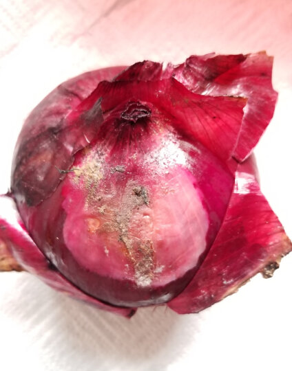 绿鲜知 红洋葱 葱头 紫皮洋葱 约1kg 烧烤食材 新鲜蔬菜买六个坏了一