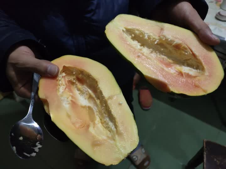 [晒单帖]等到烂了,木瓜还没有熟.不知道是不是因为.