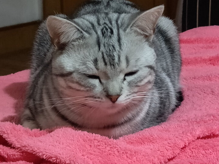 布尔(bullvet):"药很不错,猫咪用了几天就没有频繁耍头,踢耳朵了.