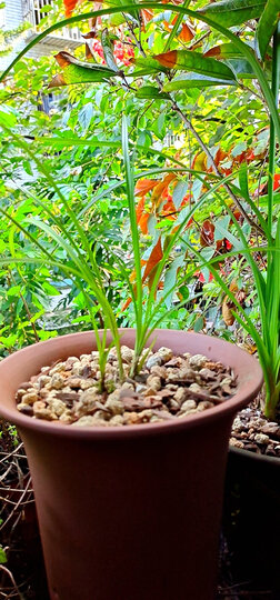 农资园艺  花卉绿植  花卉 艾莹 艾莹 商品评价  细细叶片,如女的发丝