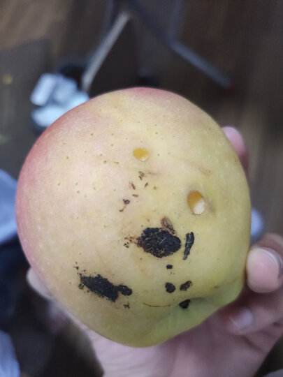 很一般,苹果不少烂了,有些运送的途中撞烂,有些是已经烂了