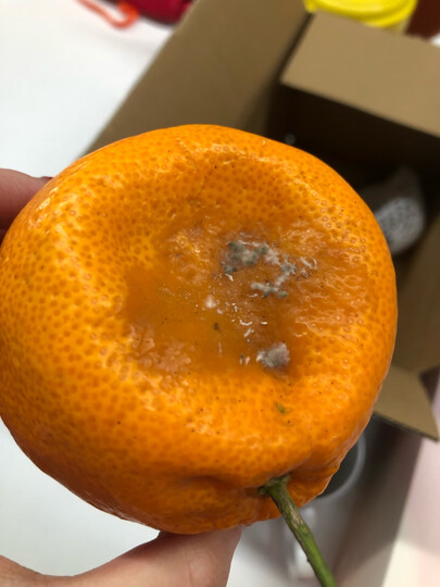 四川春见粑粑柑 丑柑橘 精选优级果4.