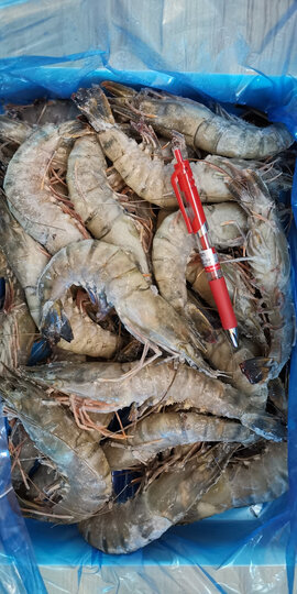 京东生鲜海外直采 京东生鲜定制版 活冻泰国黑虎虾(特大号) 1.