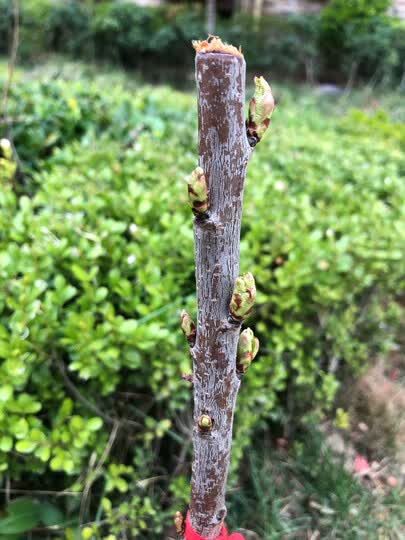 樱桃树很好,种了几天就发芽了