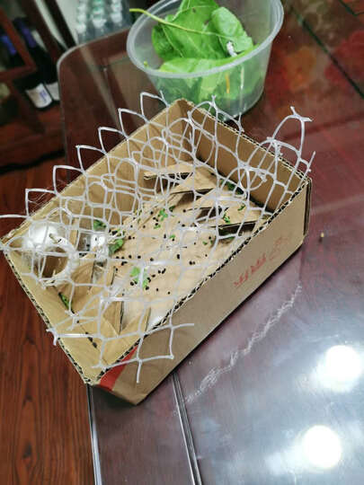 沃绣 桑叶蚕宝宝套餐用品 蚕宝宝结茧网 科学自然课 蚕宝宝专用网 蚕