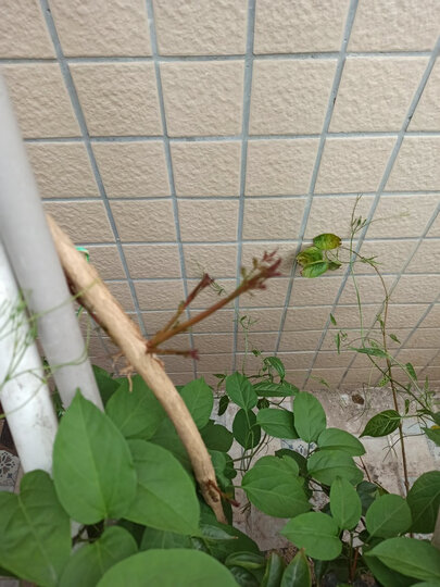 已经长芽了希望是图片