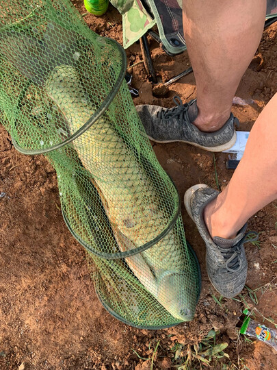 鸥炫青鲟大物竿三代:"杆子太棒了,15斤青鱼,直接拉到岸边.