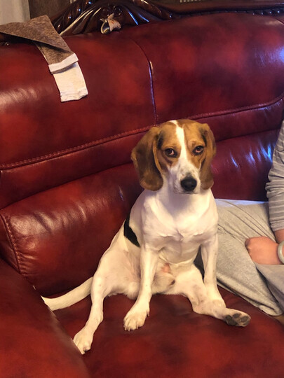 爱沃克蚍虫林莫昔克丁滴剂:"非常方便内外一起治,不用想办法让它吃药