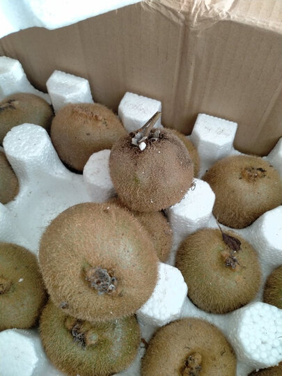 买是大果有一份连小果都不算客服说总重算真不知道什么分大小果有什么