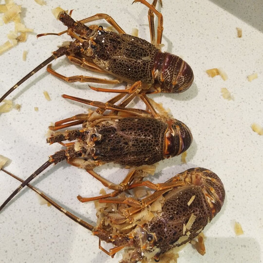 南非龙不亏号称小澳龙.