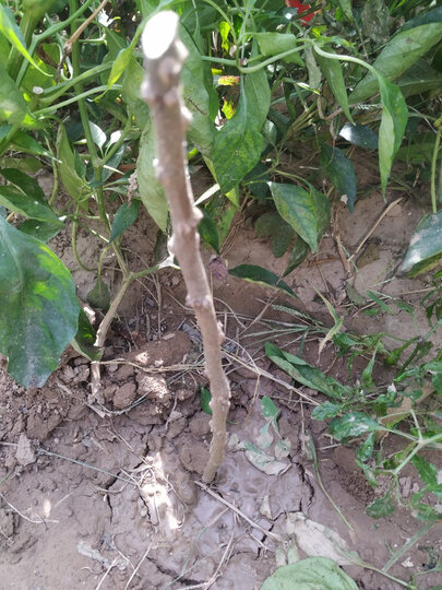 言清:"买了两棵,都很不错,晚上拿了就种上了