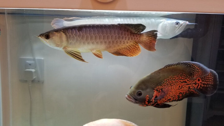 淘歌淘歌典藏金龙鱼1kg:"作为京东的评价官,今天给大家说说我买了这款