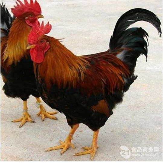 玩模乐(wanmole):"霸王龙很霸气,嘴巴可以动真的很新奇,红色也很酷