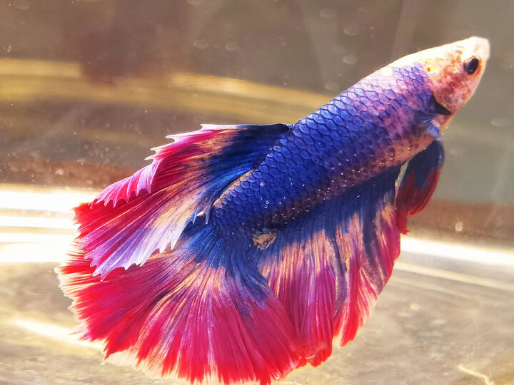 两个鱼缸放一起就可以看到他们的战斗姿态了!特别漂亮!