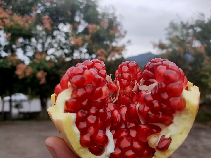 正宗陕西西安临潼石榴