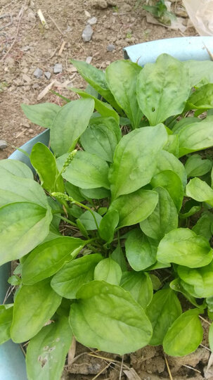 假种子,种出的车前草