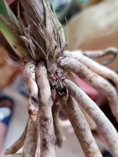 [晒单帖]断根太多,而且根有黑了的.