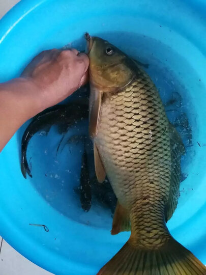 北溟鱼 黑鲨鱼竿 碳素28调台钓竿手竿鲤鱼竿 4.