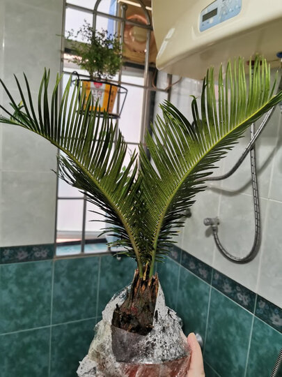 好大一棵铁树,叶子绿绿的,非常开心.