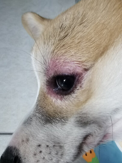 超可信(nexgard spectra):"狗狗四个月得了蠕形螨,医生建议吃超可信