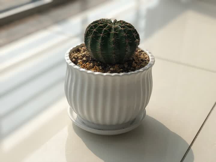 种了仙人球,花盆很漂亮.