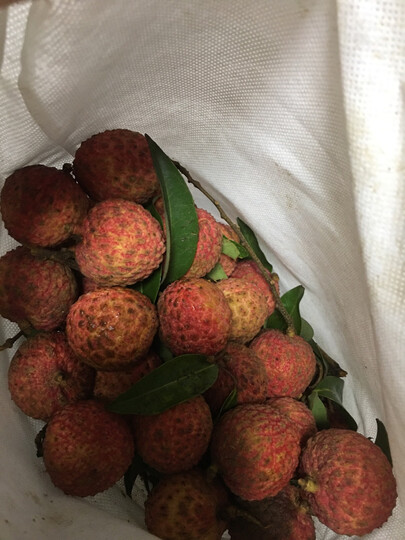 莞吉荔(guanjili):"卖家发货非常及时,包装也很严密,顺丰快递的物流