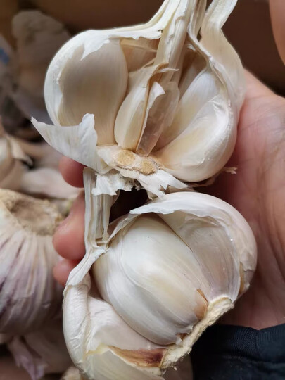 蒜头很香,稍微有几个坏果,称了足够斤数,物流很快