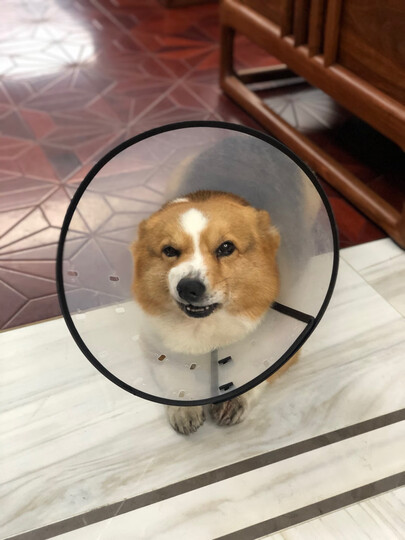 华元宠具伊丽莎白圈狗狗头套猫咪套头罩防咬防舔圈宠物脖套9:"方便