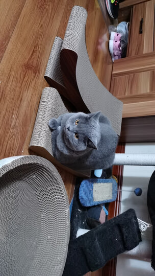 宠物生活  宠物零食  猫零食  亚米亚米scl0016  亚米亚米scl0016