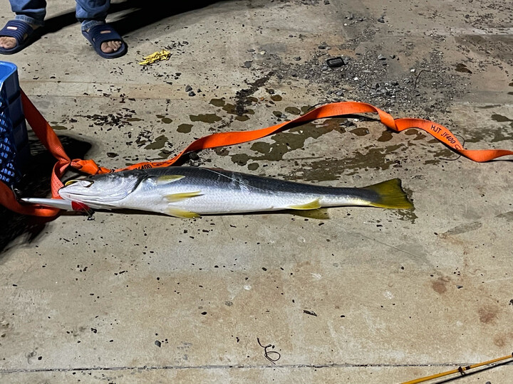 运动户外  垂钓用品  鱼线轮  钓之屋(tsurinoya)  钓之屋(tsurinoya)