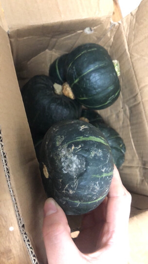 严重差评图物不符个头小没有贝贝南瓜标签有坏果且发霉不建议购买