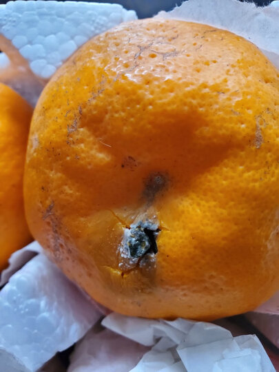 耙耙柑这是最近的第三.