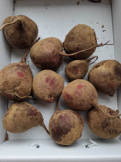 第一次买红菜根收到