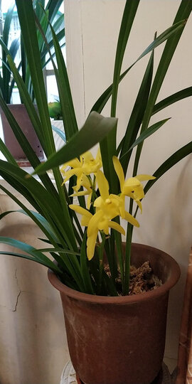 多次购买的,他们家的兰花真的不错,每次发过来都是郁郁葱葱,上次买的