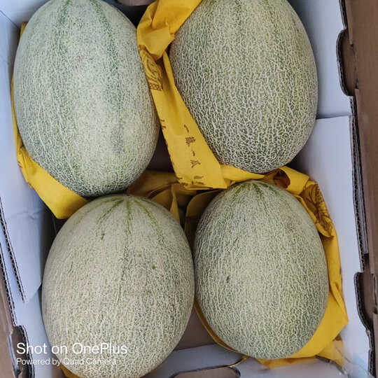 卡波蜜哈密瓜 甜瓜 原箱 4粒装 总重约5-6kg 单果约1.25-1.