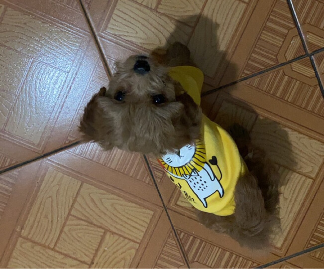 嬉皮狗(hipidog):"买小了,满意满意满意满意满意满意