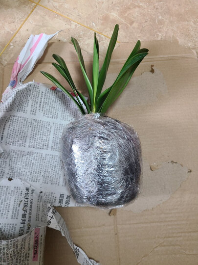 君子兰包装很好快递